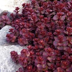 <i>Sedum spurium</i> ‘Voodoo’