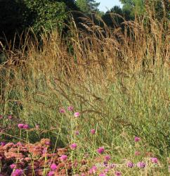 <i>Sorghastrum nutans</i> ‘Indian Steel’