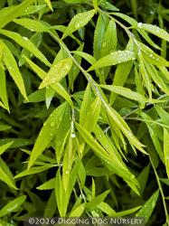 <i>Spiraea thunbergii</i> &lsquo;Ogon&rsquo;