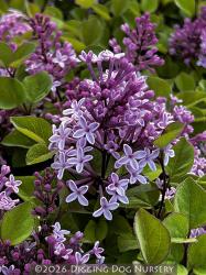 <i>Syringa</i> x &lsquo;Jos�e&rsquo;