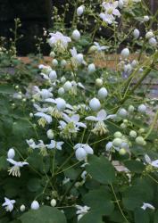 <i>Thalictrum delavayi</i> ‘Album’