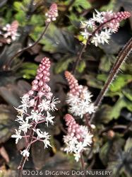 <i>Tiarella</i> &lsquo;Pink Skyrocket&rsquo;