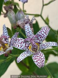 <i>Tricyrtis</i> ‘Blue Wonder’