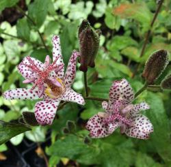 <i>Tricyrtis</i> ‘Dark Beauty’