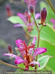 <i>Tricyrtis formosana</i> ‘Samurai’