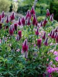 <i>Trifolium rubens</i>
