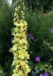 <i>Verbascum chaixii</i> ‘Sixteen Candles’