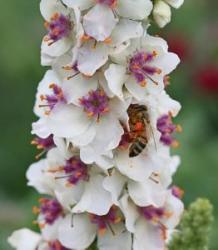 <i>Verbascum chaixii</i> ‘Wedding Candles’