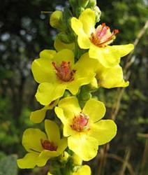 <i>Verbascum olympicum</i>