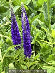 <i>Veronica spicata</i> ‘Royal Candles’