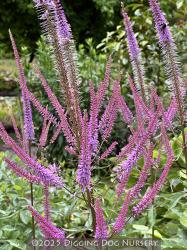 <i>Veronicastrum virginicum</i> ‘Adoration’