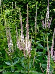 <i>Veronicastrum virginicum</i> ‘Erica’