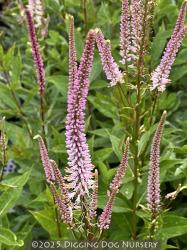 <i>Veronicastrum virginicum</i> ‘Spring Dew’