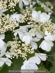 <i>Viburnum plicatum f tomentosum</i> ‘Summer Snowflake’