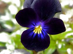 <i>Viola cornuta</i> ‘Bowles Black’