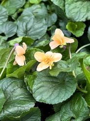 <i>Viola odorata</i> var. <i>sulfurea</i>