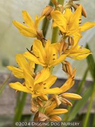 <i>Wachendorfia thyrsiflora</i>