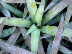 <i>Yucca dismetiana</i> ‘Blue Boy’