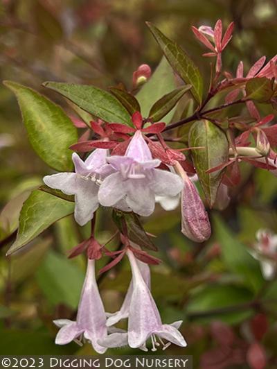 Abelia ‘Edward Goucher’