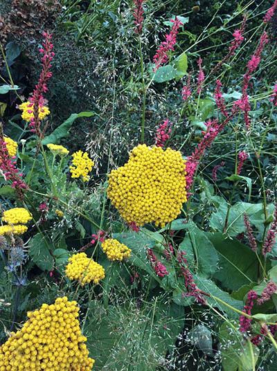 Achillea filipendulina Parkers Variety