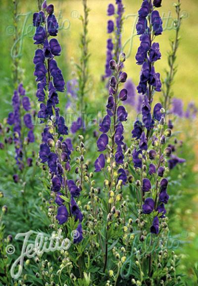 Aconitum Newry Blue