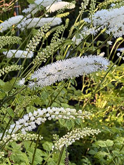 Actaea simplex ‘White Pearl’