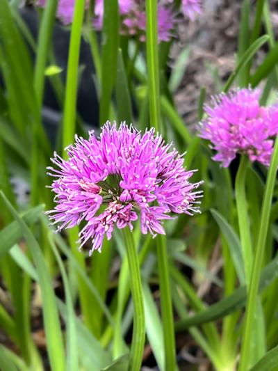 Allium ‘Millenium’