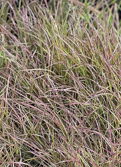 Andropogon ternarius Black Moutain