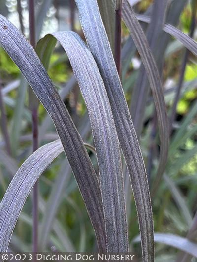 Andropogon gerardii ‘Holy Smoke’