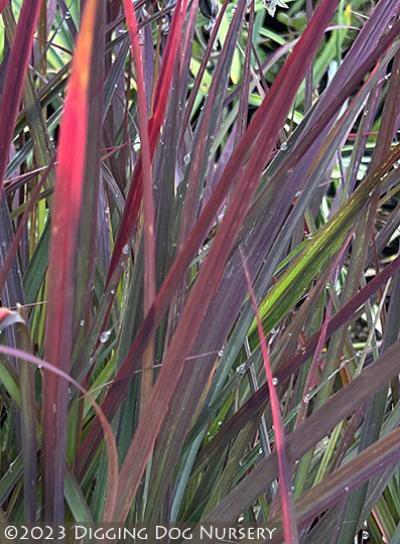 Andropogon gerardii Red October