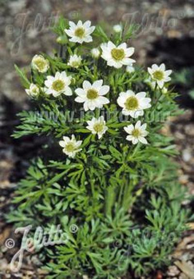 Anemone multifida ‘Annabella White’