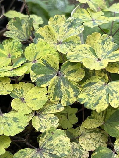 Aquilegia vulgaris ‘Leprechaun Gold’