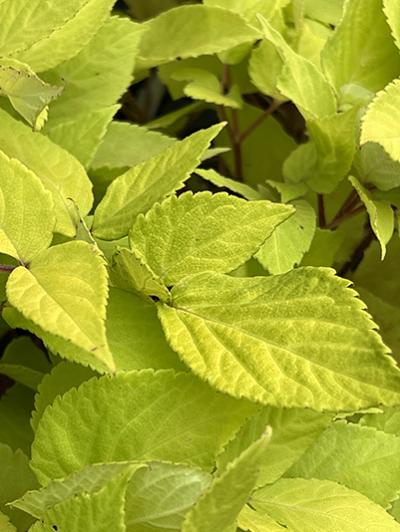 Aralia cordata ‘Sun King’