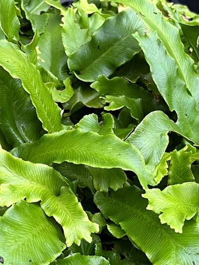 Asplenium scolopenmdrium ‘Cristatum’