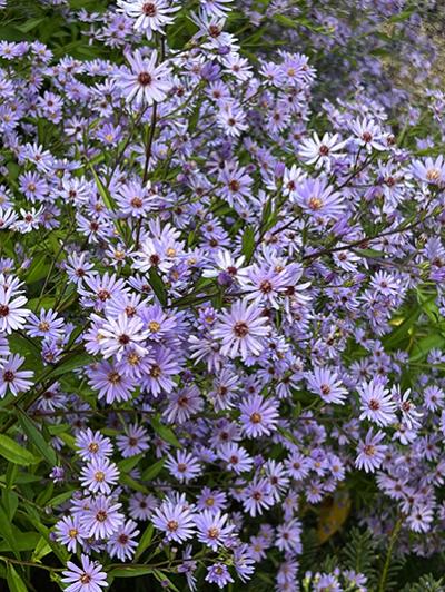 Aster cordifolius Little Carlow