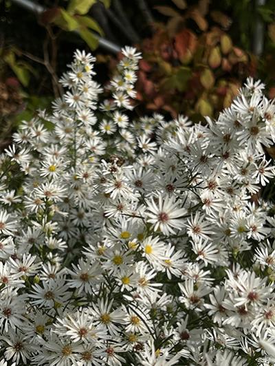 Aster ericoides Monte Cassino