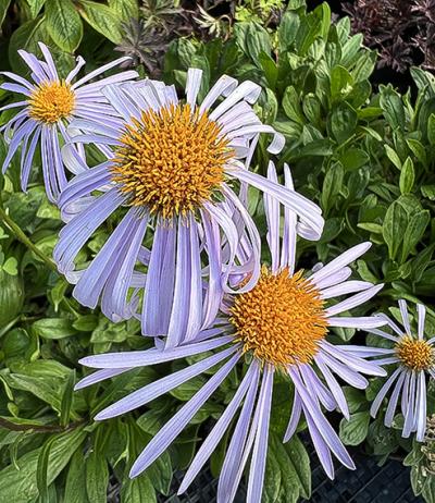 Aster tongolensis Napsbury