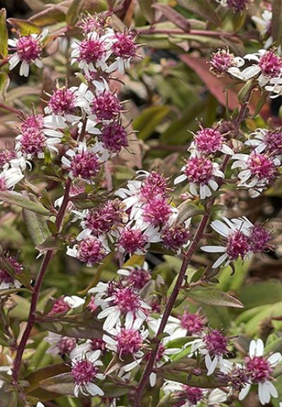 Aster lateriflorus ‘Prince’