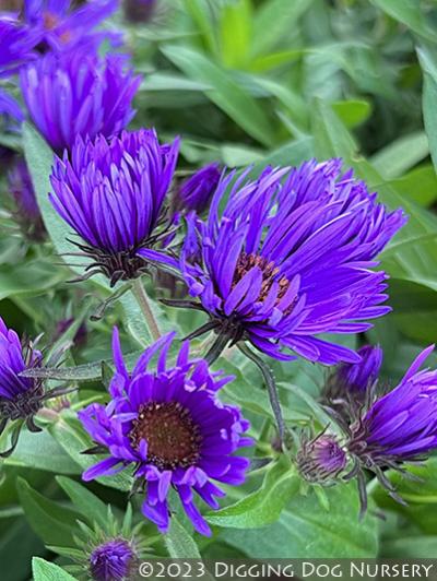 Aster novae-angliae ‘Purple Dome’