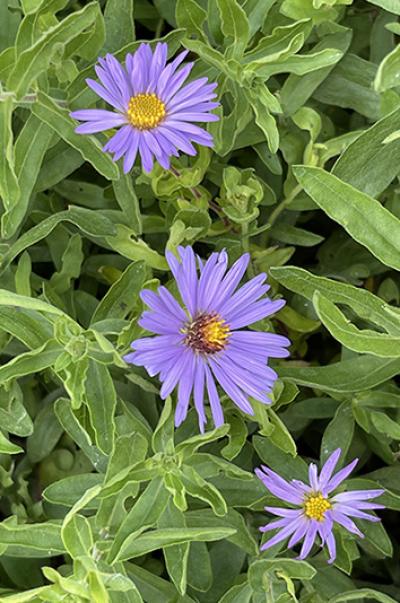 Aster oblongifolius Raydon’s Favorite