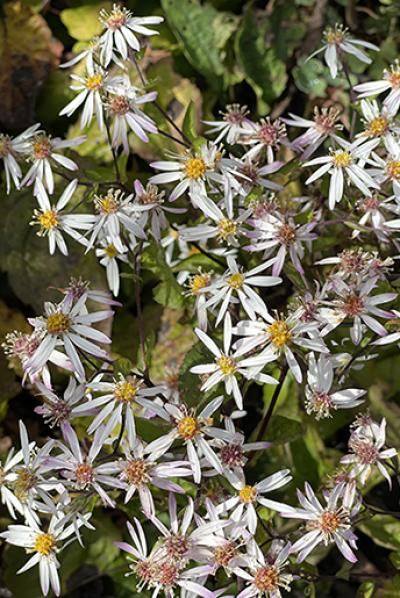 Aster divaricatus