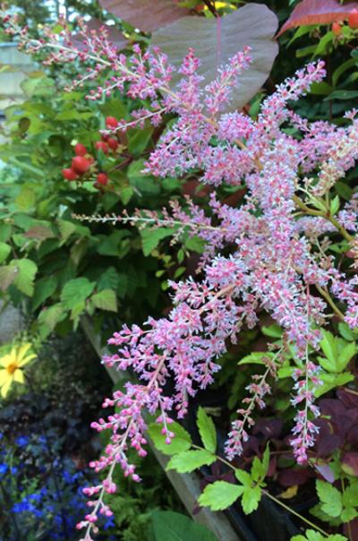 Astilbe ‘Flamingo’