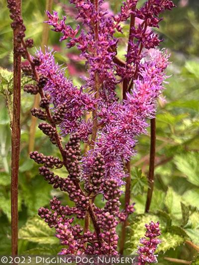 Astilbe chinensis Superba