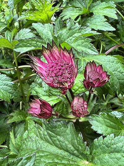 Astrantia ‘Burgundy Manor’