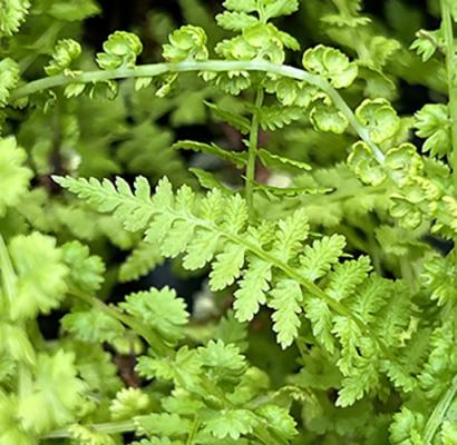 Athyrium filix-femina Victoriae