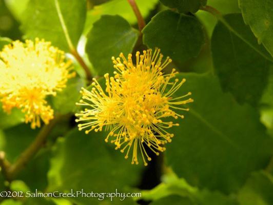 Azara dentata