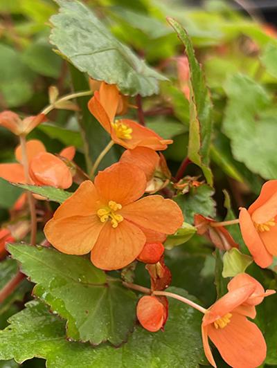 Begonia sutherlandii