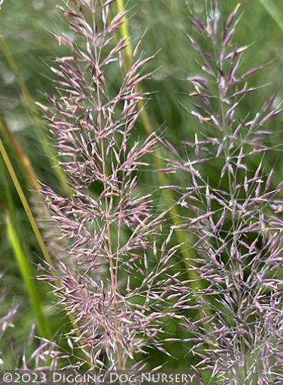 Calamagrostis arundinacea ‘Caspian’