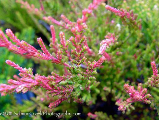 Calluna vulgaris Flamingo