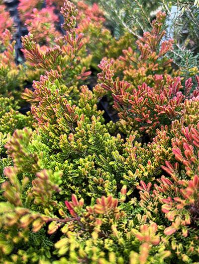 Calluna vulgaris Winter Chocolate